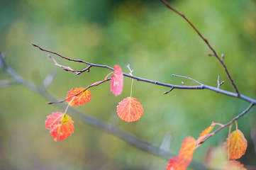 red leaves
