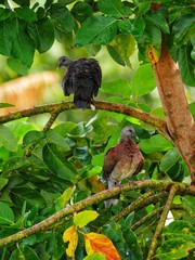 Spotted doves perching on avocado tree