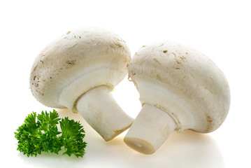 White champignon mushrooms on a white background