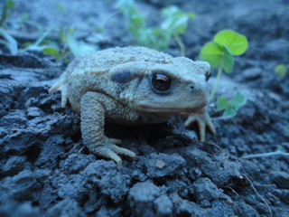 Crapaud entre chien et loup