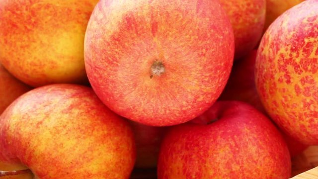 Fuji variety apples