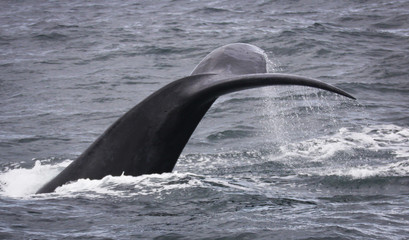 Tail with drops of water of a Southern Right Whale swimming near Hermanus, Western Cape. South Africa.