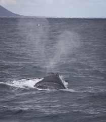 Fototapeta premium Back of a Southern Right Whale swimming near Hermanus, Western Cape. South Africa.