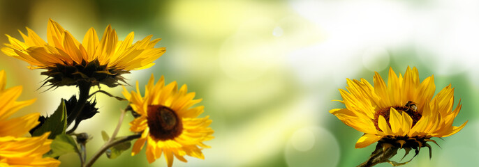 Sonnenblumen hell