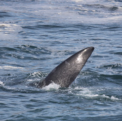 Fototapeta premium Fin of a Southern Right Whale swimming near Hermanus, Western Cape. South Africa.