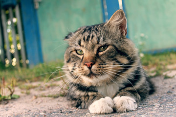portrait of a stray cat