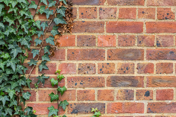 Red brick wall with ivy vines background