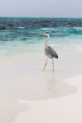 Maldivian grey heron on the beach
