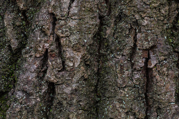Closeup old tree/bark texture background
