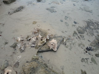 Coquillage tropical