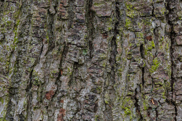 Closeup old tree/bark texture background