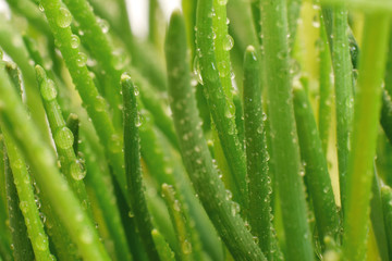 Green plant of spring onion with water drops closed up background