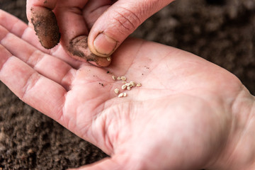 Female hands sow seeds in the ground.