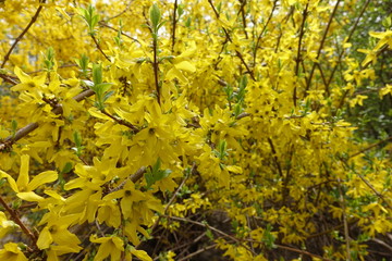 Naklejka na ściany i meble Lots of bright yellow flowers of forsythia