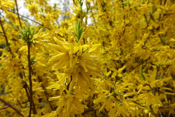 Many bright yellow flowers of forsythia in spring