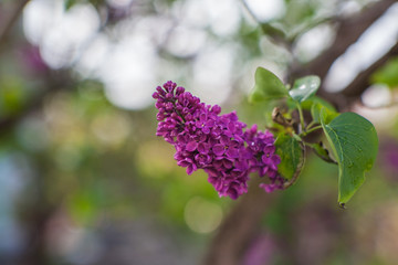 Branch of lilac flowers