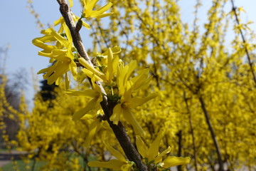 Shoot of blossoming forsythia bush in spring