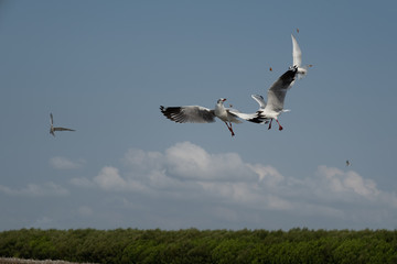 Flock of seagull flying over the sea in Thailand