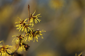 Zaubernuss Hamamelis