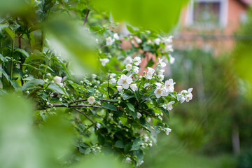 jasmine bush blossoming