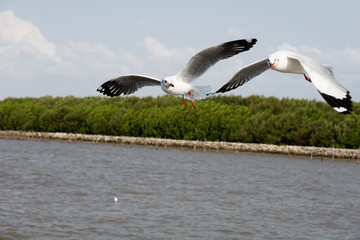 Flock of seagull flying over the sea in Thailand