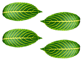 Green leaf with white background