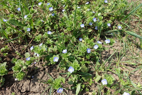 Small blue flowers of speedwell in spring