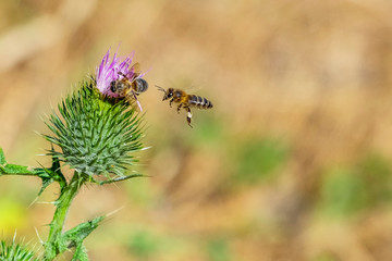 abeja polinizando un cardo silvestre