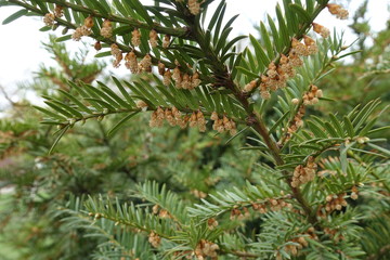 Close shot of yew branch with male cones in spring