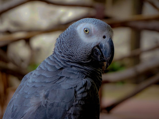 A beautiful gray parrot