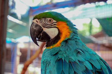 Parrot, exotic colors