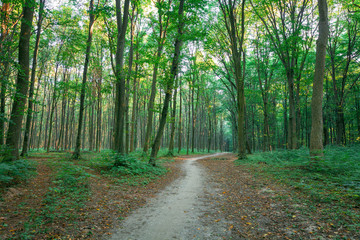 beautiful green forest in summer