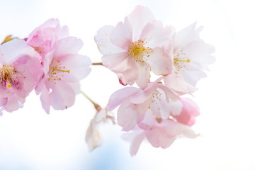 Plakat Soft focus Cherry Blossom or Sakura flower on nature background