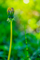 dandelion plant