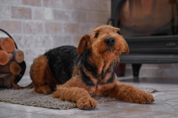 Airedale Terrier dog (1.1 year old), in the interior of the house (by the fireplace and woodpile)