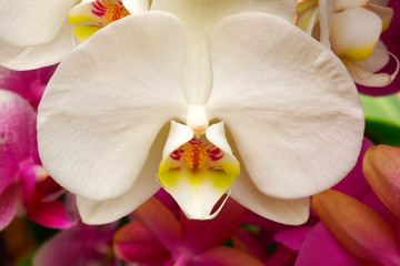 Obraz na płótnie Canvas beautiful close-up of a wonderful orchid