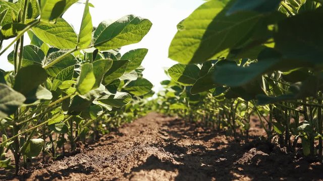 Close up of organic soybean crop growing in the field with beautiful summer sky in background