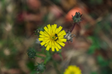 dandelion with bee