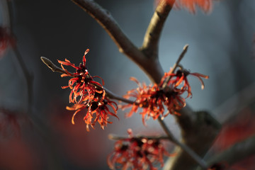 Zaubernuss Hamamelis