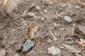 Satyridae / Cadı / / Chazara briseis