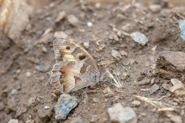 Satyridae / Cadı / / Chazara briseis