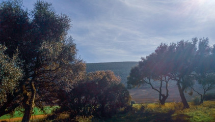 Paisaje otoñal con arboles