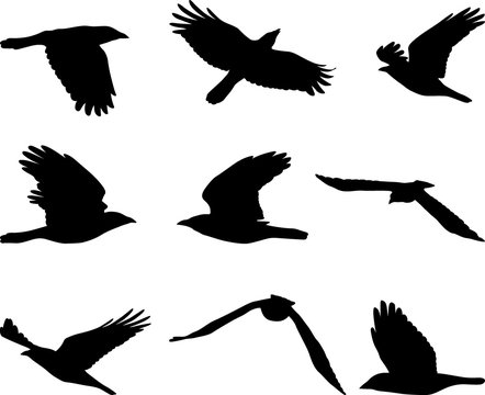 flying crow, set of birds silhouettes