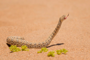 Peringuey's Adder - Bitis peringueyi, small venomous viper from Namib desert, Walvis Bay, Namibia.