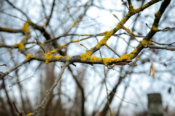 Branch of a growing tree with buds, without foliage, covered   yellow moss.