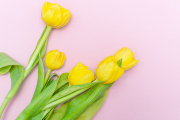 Bouquet of yellow Spring tulips on pink  background.Top horizontal view copyspace