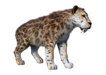 3D Rendering Sabertooth Tiger on White