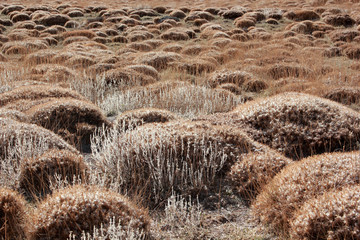 steppe climate, thorny land