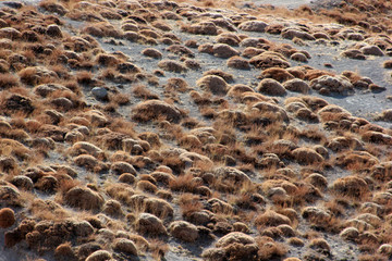 steppe climate, thorny land
