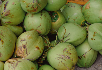 Fresh green coconuts. Young coconut fruit cut open to drink sweet juice and eat